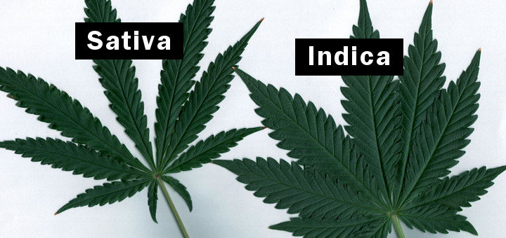 Indica vs sativa 06 191 720x340